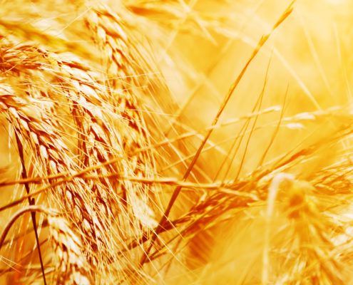 La celiaquia en el mundo con Proceli sin gluten